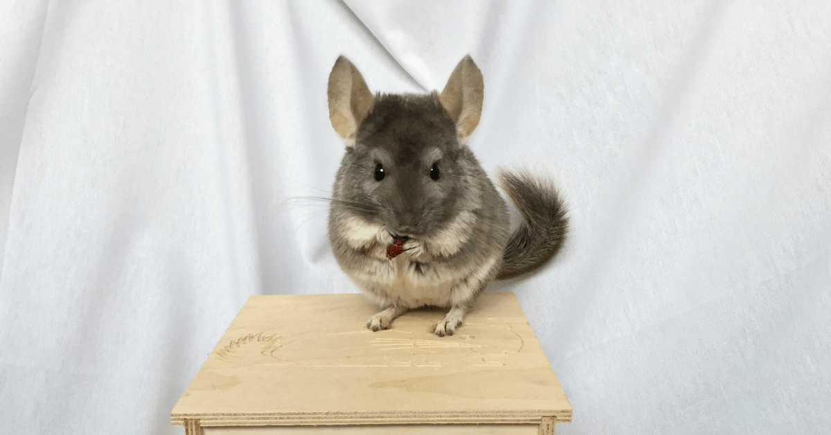10 Ways To Keep Your Chinchilla Cool In Hot Weather