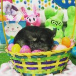 15 Pictures That Prove Chinchillas Are The New Easter Bunny