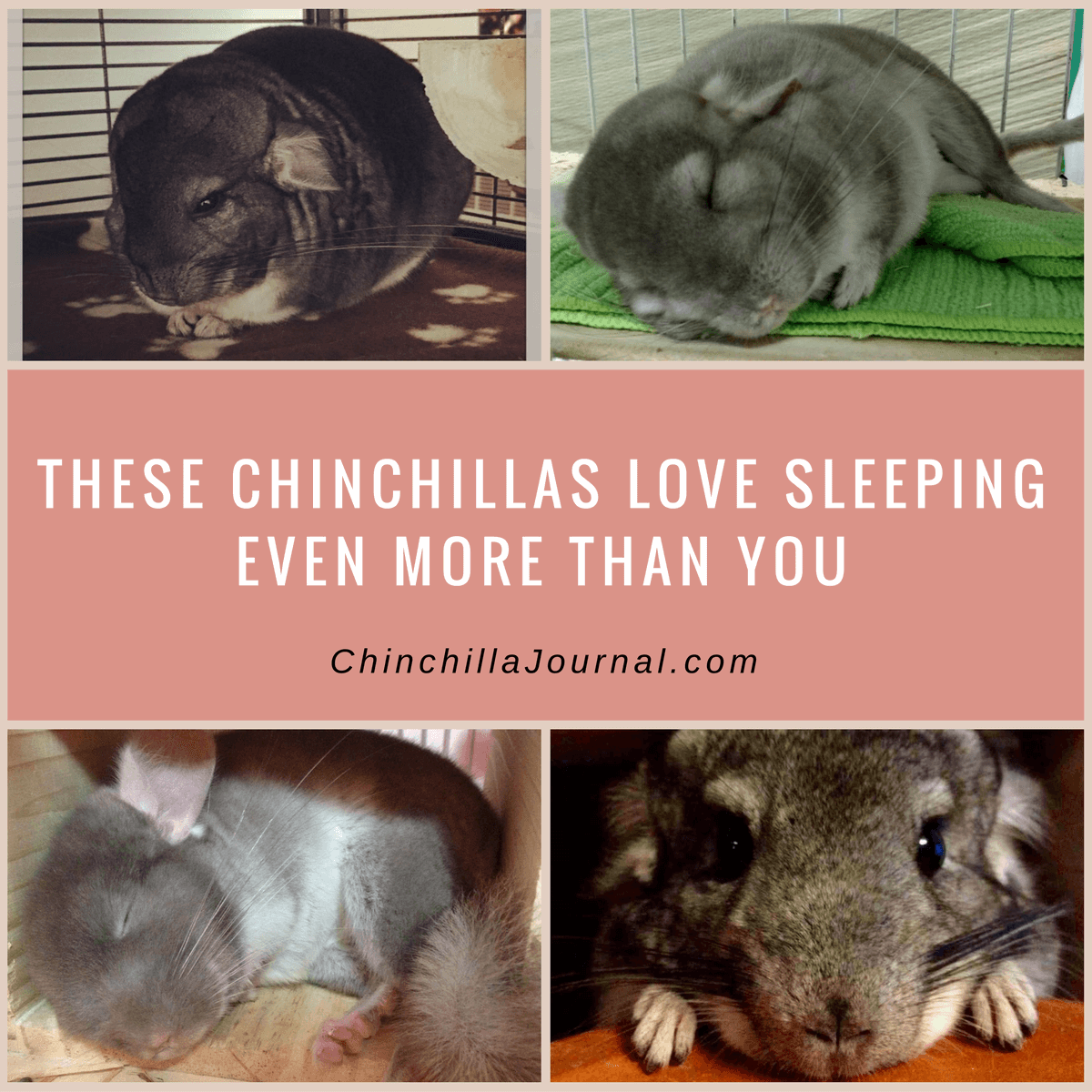 These Chinchillas Love Sleeping Even More Than You