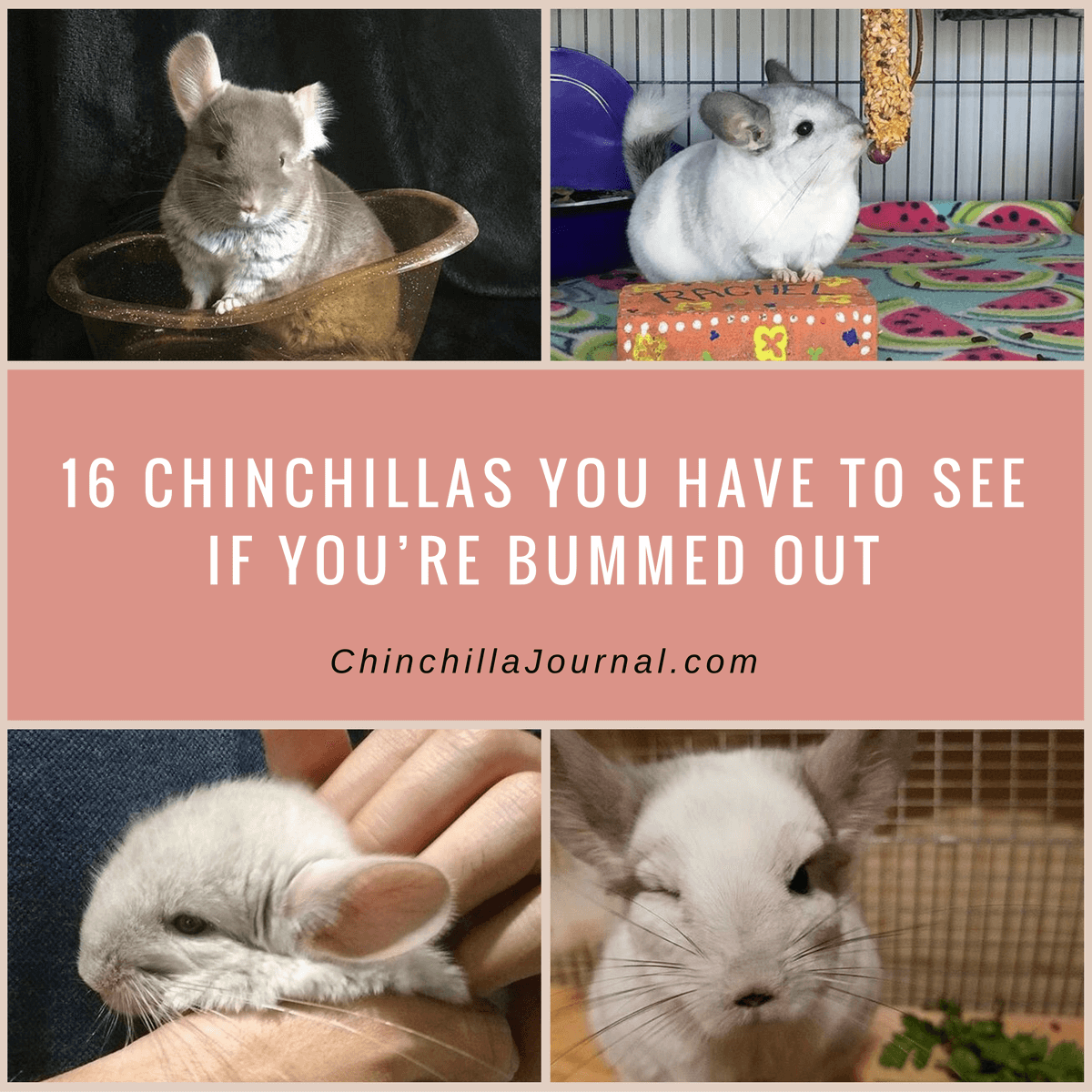 16 Chinchillas You Have To See If You’re Bummed Out
