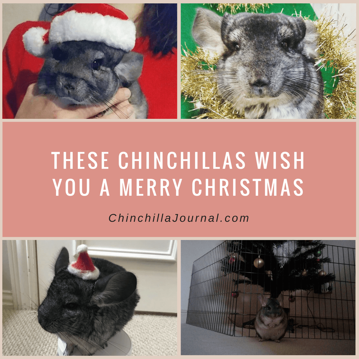 These Chinchillas Wish You A Merry Christmas