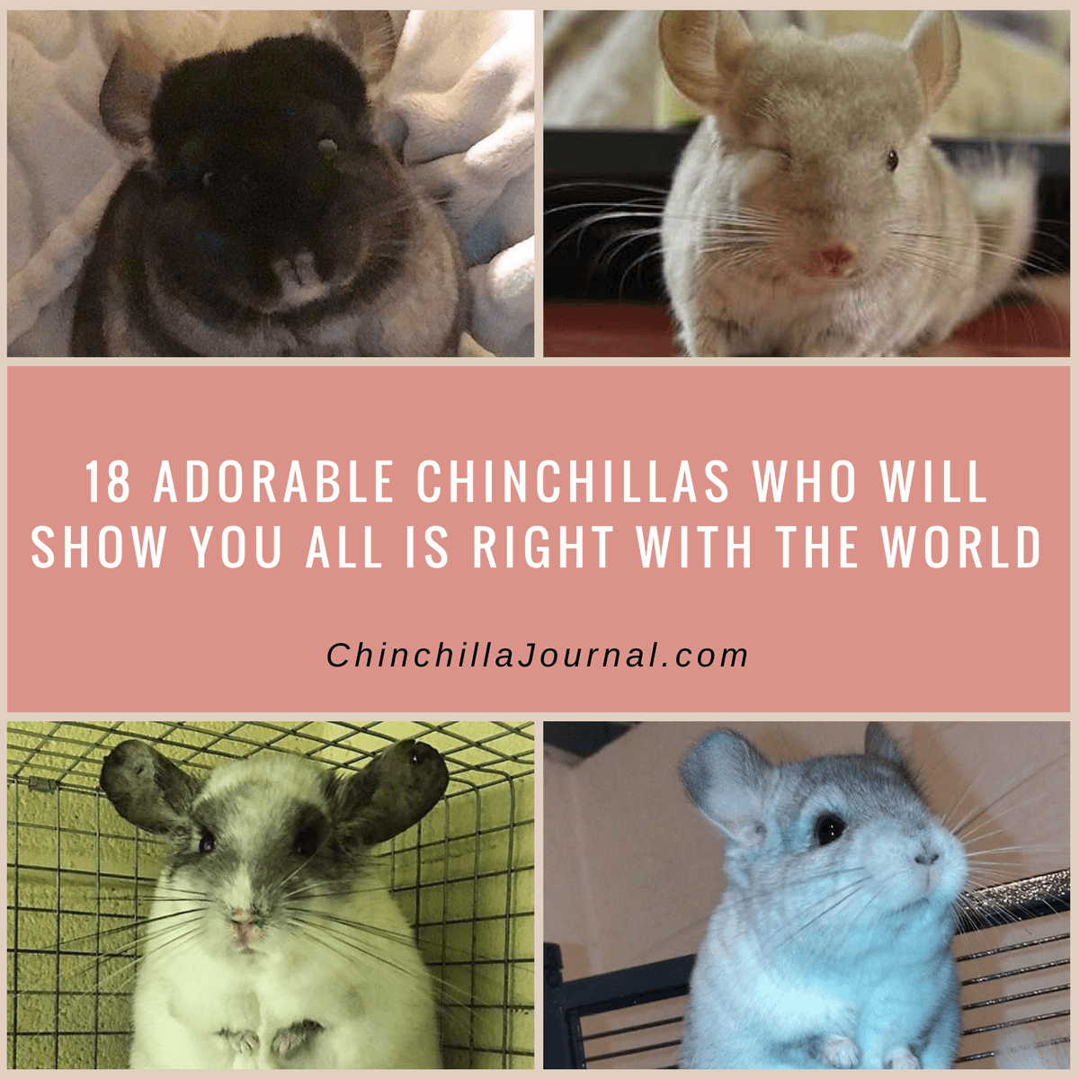 18 Adorable Chinchillas Who Will Show You All Is Right With The World