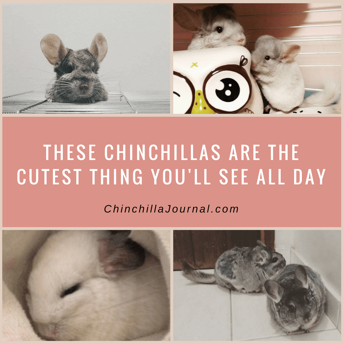 These Chinchillas Are The Cutest Thing You'll See All Day