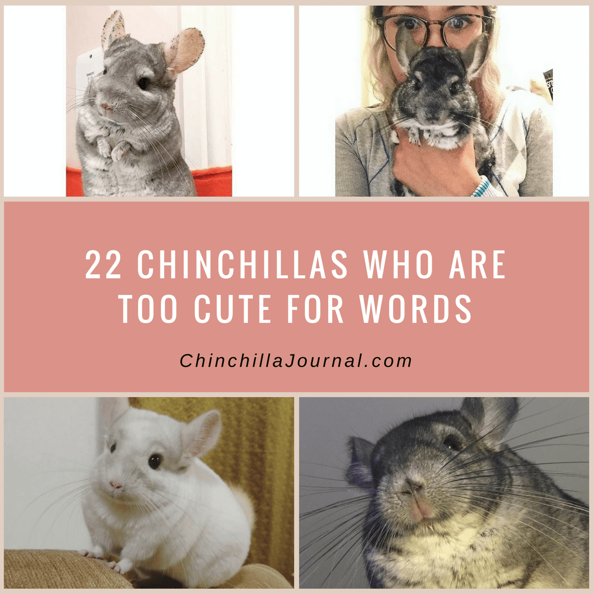 22 Chinchillas Who Are Too Cute For Words
