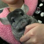 28 Chinchillas Who Have Caught Selfie Fever