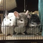 34 Chinchillas Who Will Warm Your Increasingly Cold Heart