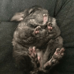 These Adorable Chinchillas Will Make You Feel Fantastic