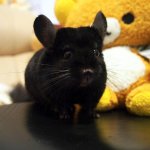 These Chinchillas Are So Cute It's Overwhelming
