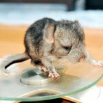 These Cute Chinchillas Will Melt All Your Worries Away