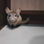 If These Chinchillas Don't Make You Smile, Nothing Will