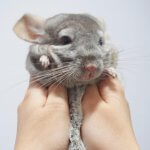These Chinchillas Will Make You So Happy