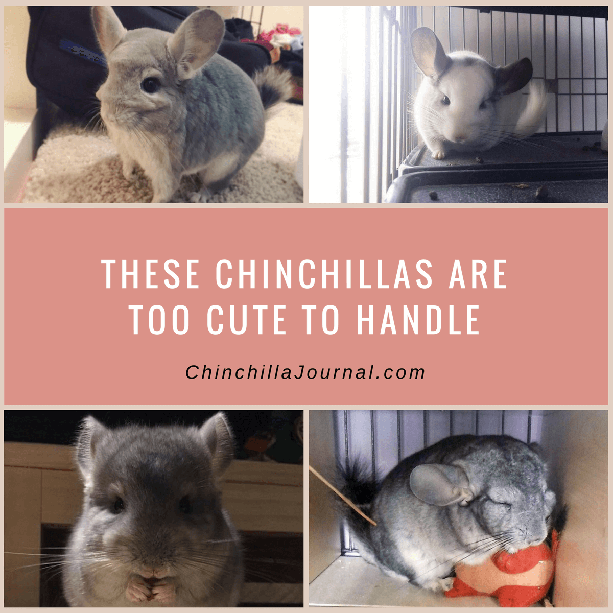 These Chinchillas Are Too Cute To Handle
