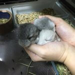 24 Of The Sweetest Chinchillas You'll Ever See