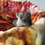These Chinchillas Are On A Mission To Melt Your Heart