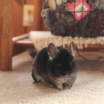 Try Not To Smile At These Adorable Chinchillas