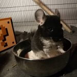 22 Chinchillas Who Will Keep You Smiling All Year Long